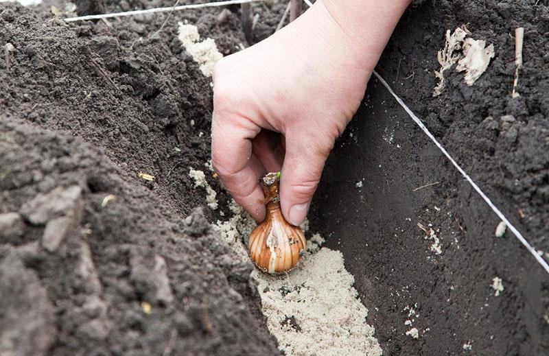 how and when to plant tulips