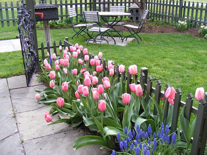miesto výsadby tulipánov