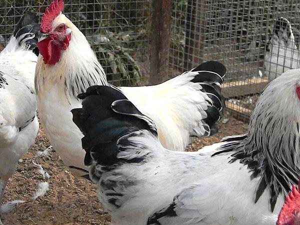 chickens of the breed Adler silver