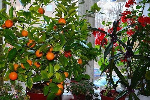 tangerine dengan buah-buahan