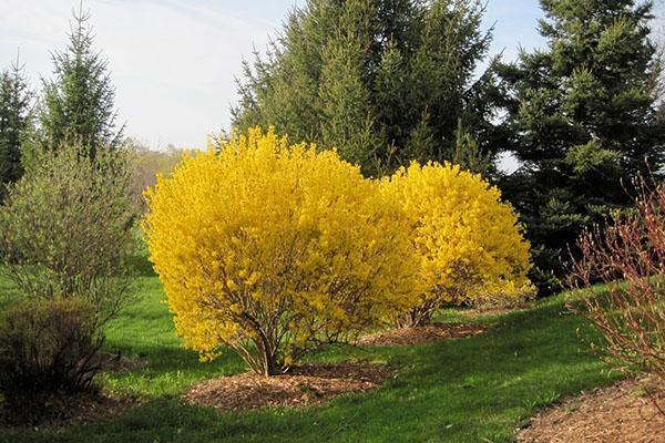 sunny place for forsythia