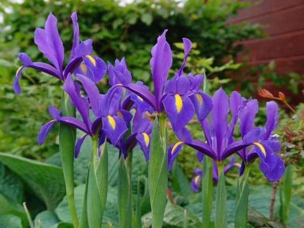 delicati iris in giardino