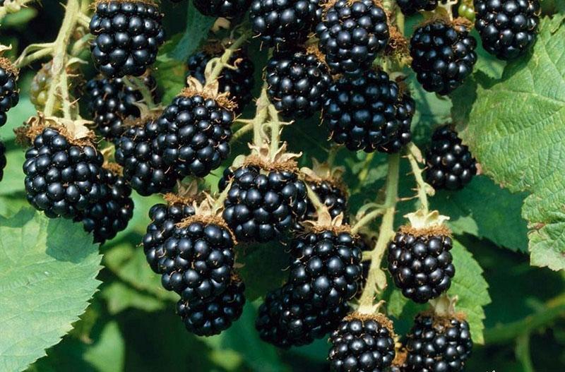 bountiful harvest of blackberries