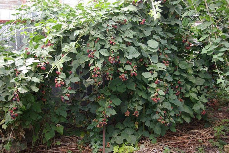 fruiting blackberry bush