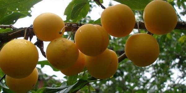 frutti ibridi di prugna ciliegia