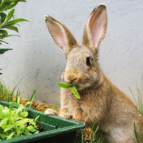 cho thỏ ăn hoàn toàn
