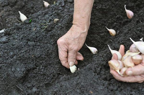 planting winter garlic in autumn