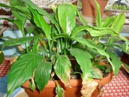 problems of growing spathiphyllum