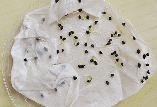 sementes germinadas de alho-poró