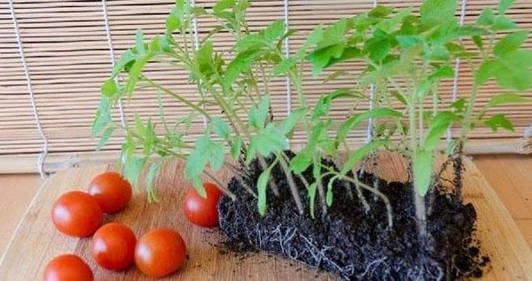 semis de tomate
