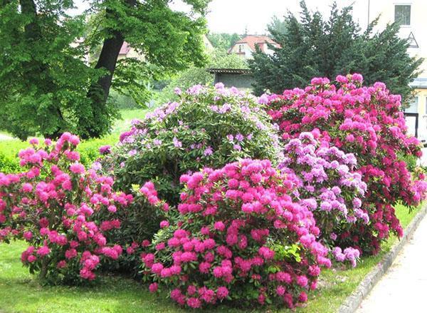 rododendroni în grădină