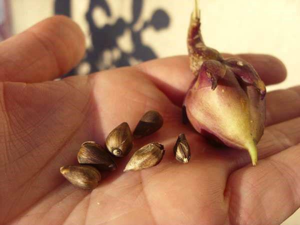 morning glory seeds