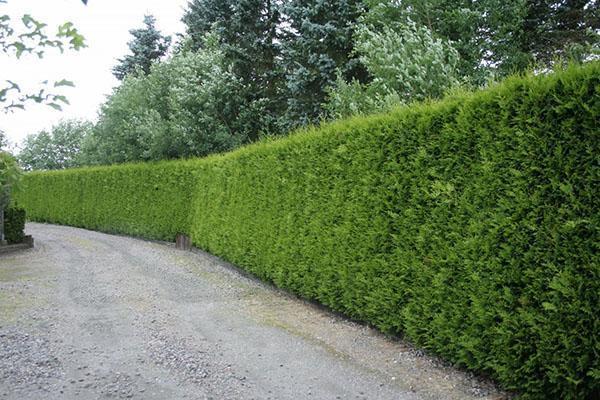sheared thuja hedge