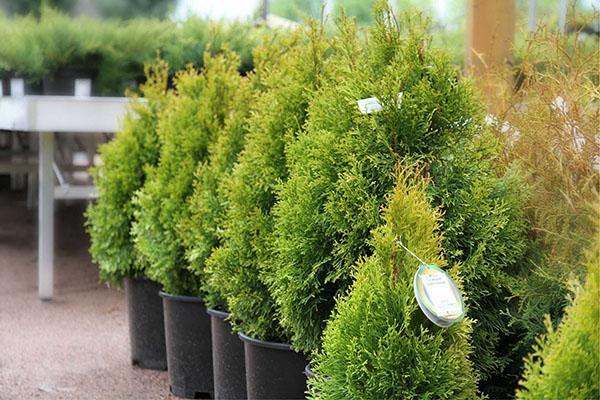thuja for hedge