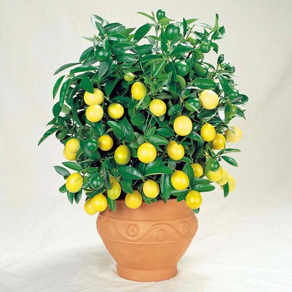 indoor lemon care