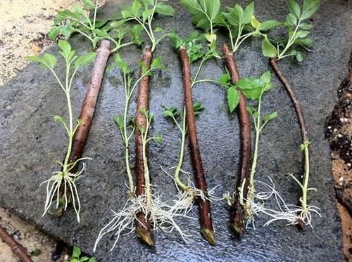 rooted blackberry cuttings