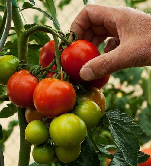 penuaian tomato