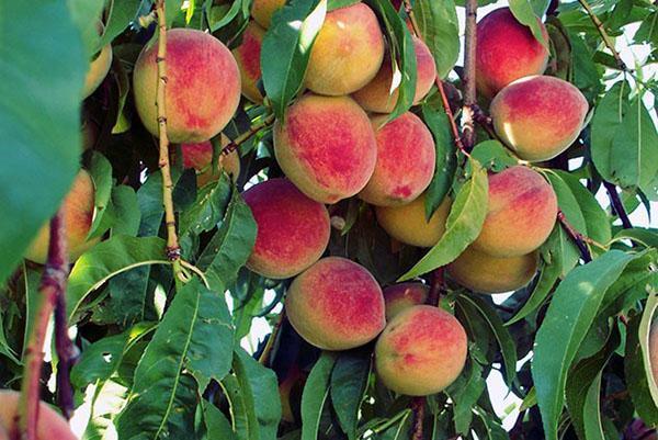 yield of peaches