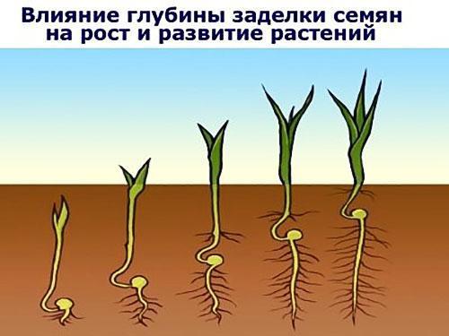 ảnh hưởng của độ sâu gieo hạt củ cải