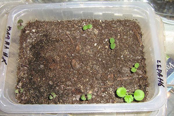 seedlings of pelargonium seeds