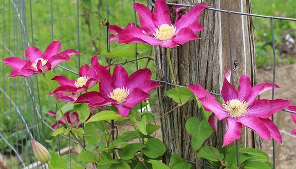 choosing a clematis planting site
