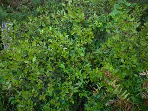 adult chokeberry bush