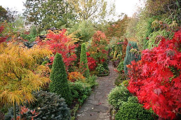 svetlé farby jesennej záhrady