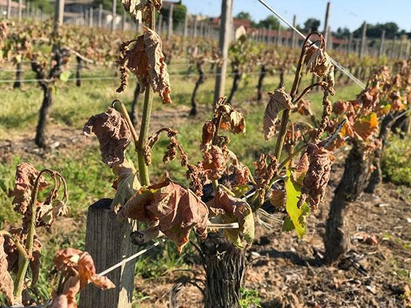 kebun anggur hampir mati