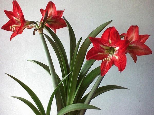 hippeastrum at home