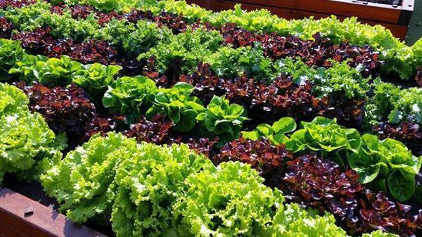 sodo lova su įvairių veislių salotomis