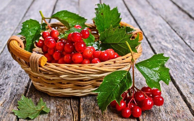 unique properties of red viburnum berries