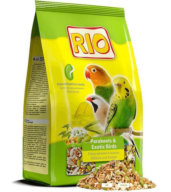 food for parrots