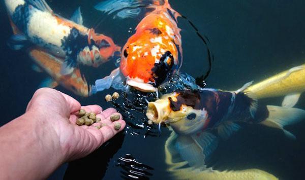 alimentando peces de estanque