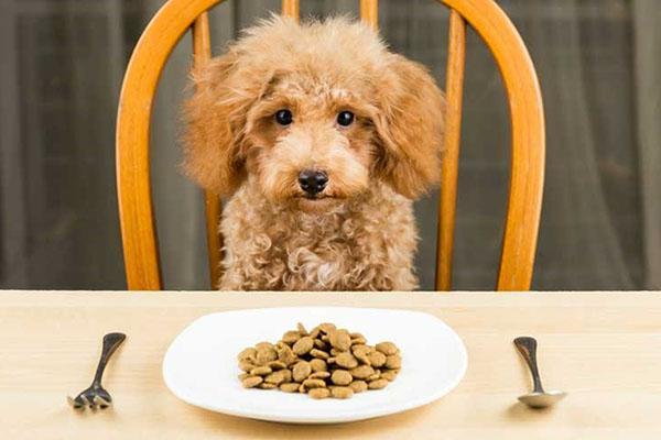 ravitsevaa koiranruokaa
