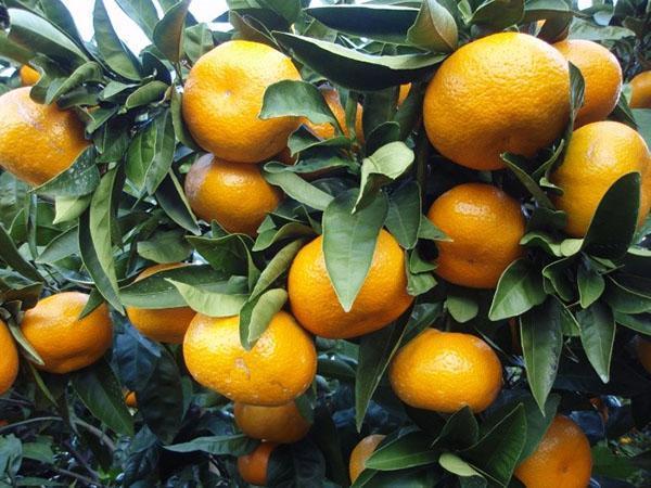 mandarina interior fructífera