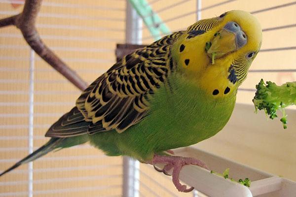 a papagájok imádják a zöldet