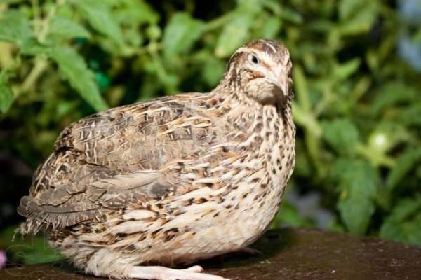quail breeds for summer cottages