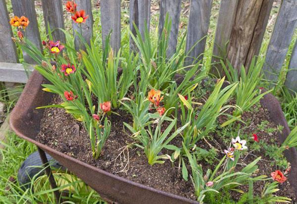planting sparaxis in a mini-flower bed