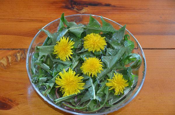 moderate consumption of dandelion salad will only benefit
