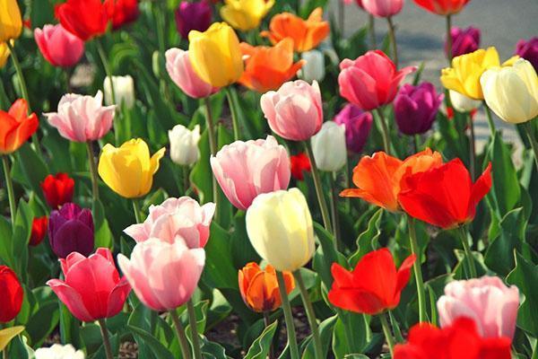 tulips of different varieties