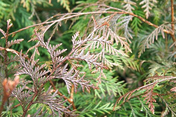 the needles of a healthy thuja live up to 3 years