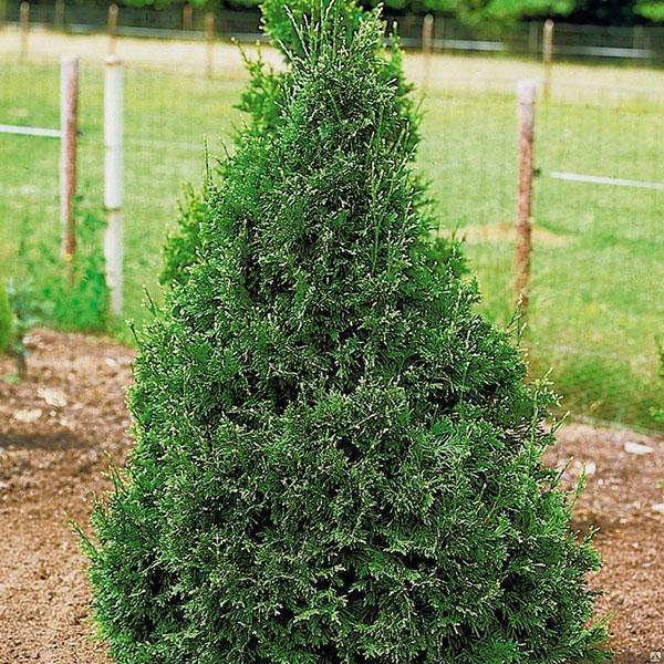 thuja folded in the country