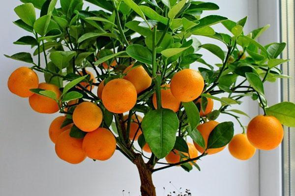 patalpų mandarinų priežiūra