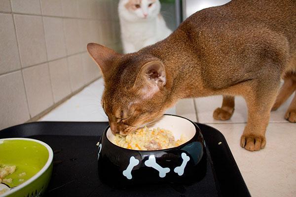естествена храна за котки