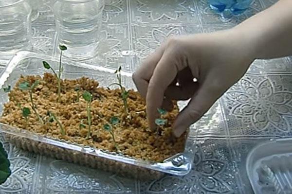 vi dyrker kimplanter i savsmuld