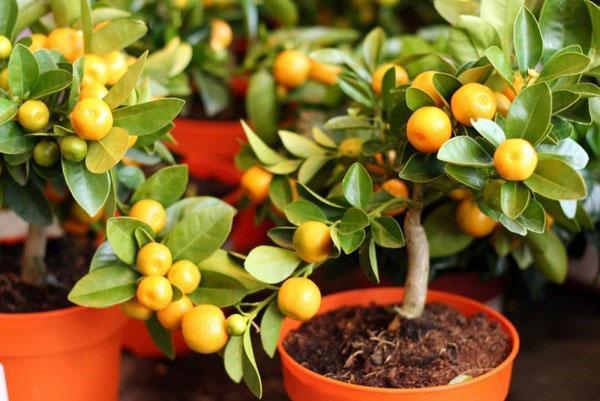 auginant mandarinus namuose