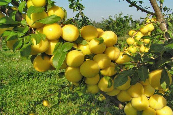 vyšnių slyvų „Carskaya“ Rusijos soduose