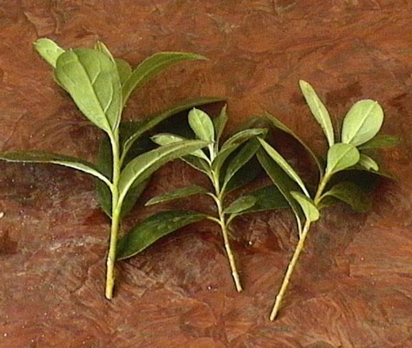 azalea cuttings
