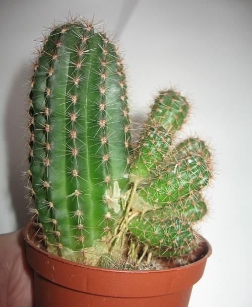 bambini di cactus