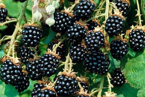 varieti blackberry Agavam